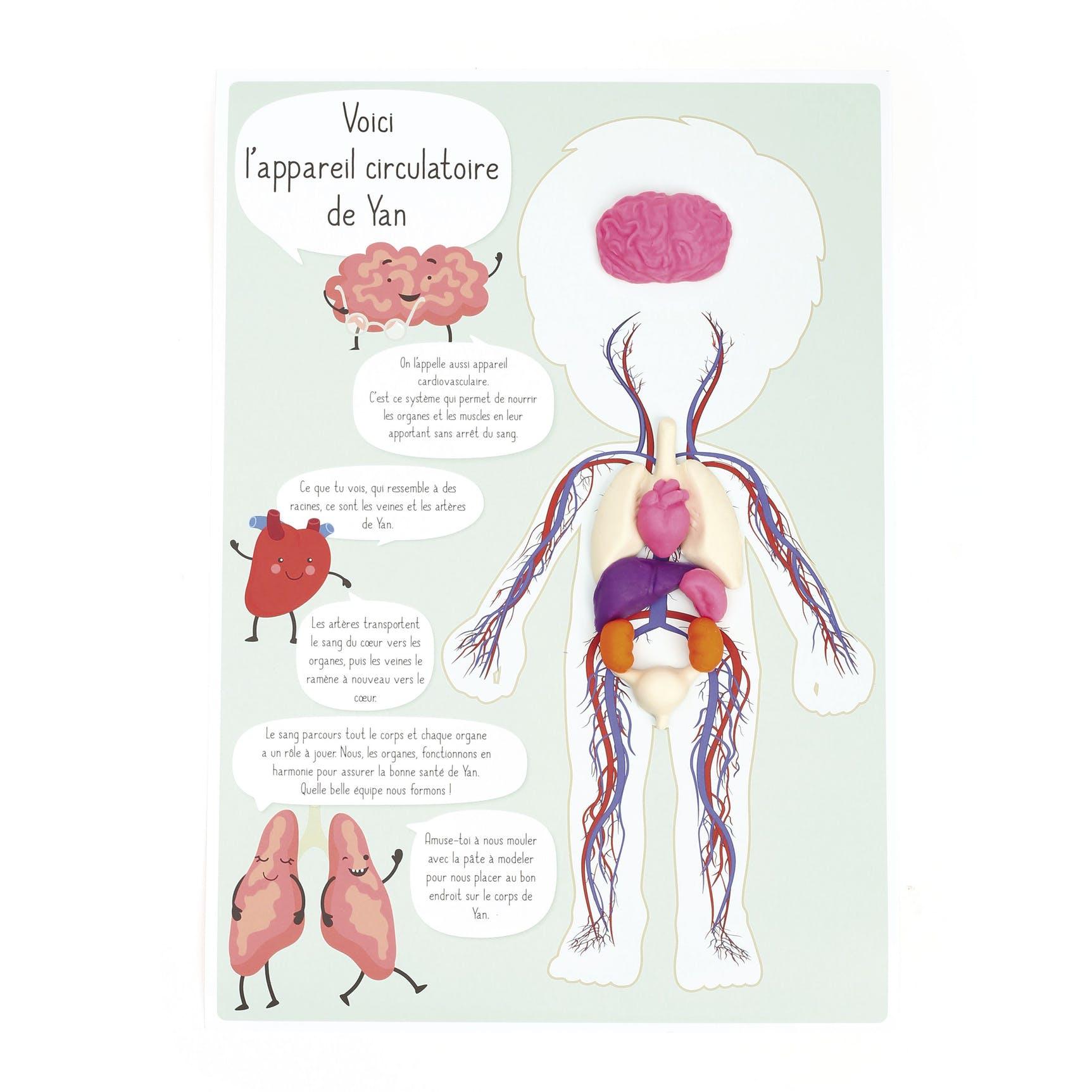 DIY - KIT MOULAGE EDUCATIF ANATOMIE